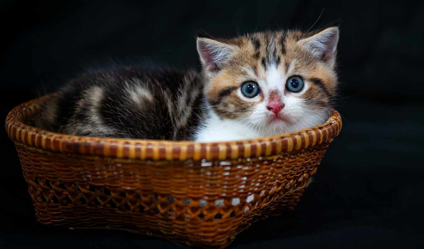 cat, kitty, basket, gatito, contacto, cat, visual, cesta, animals, mimbre