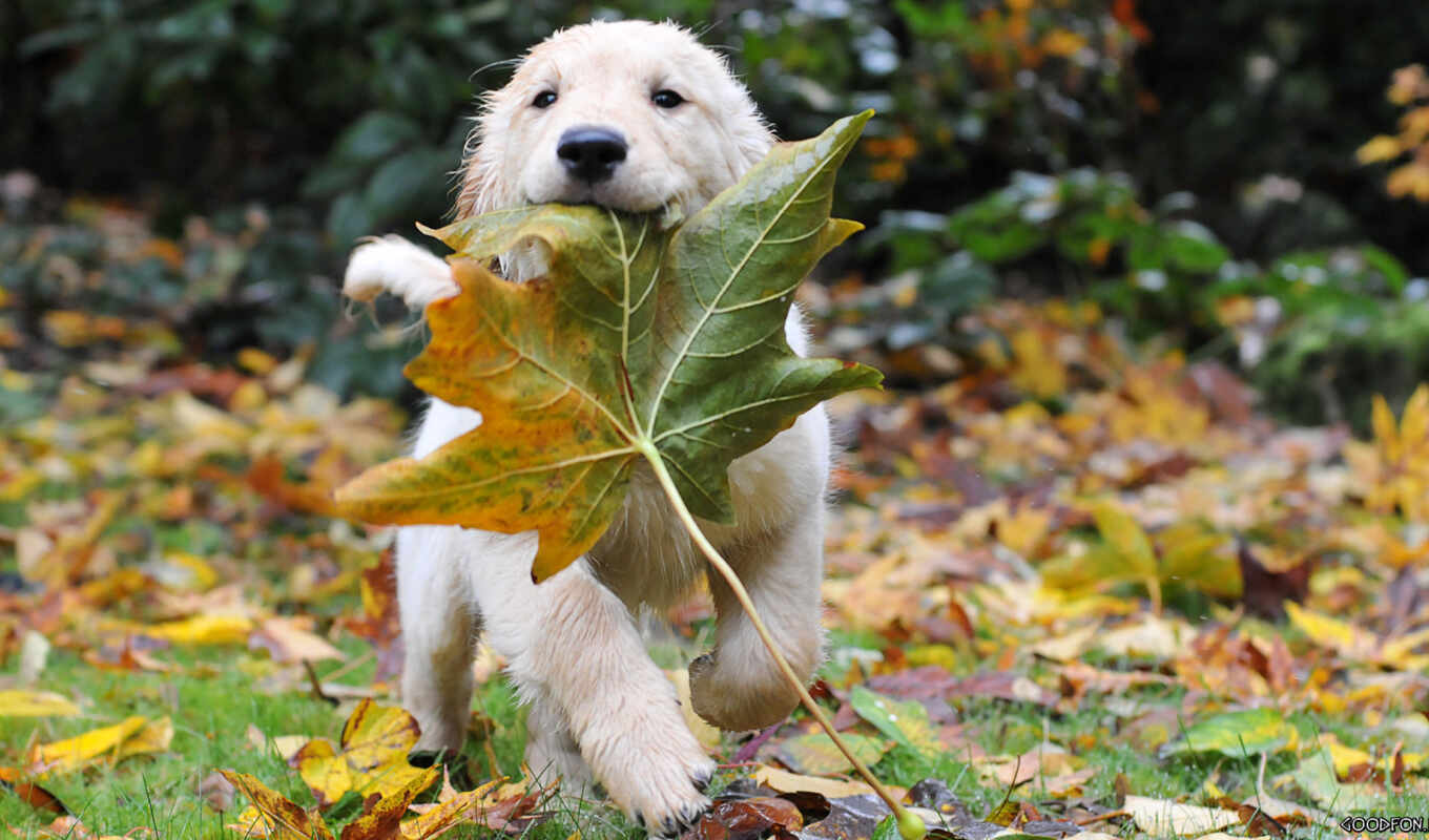 cute, dog, puppy, animal, leaf