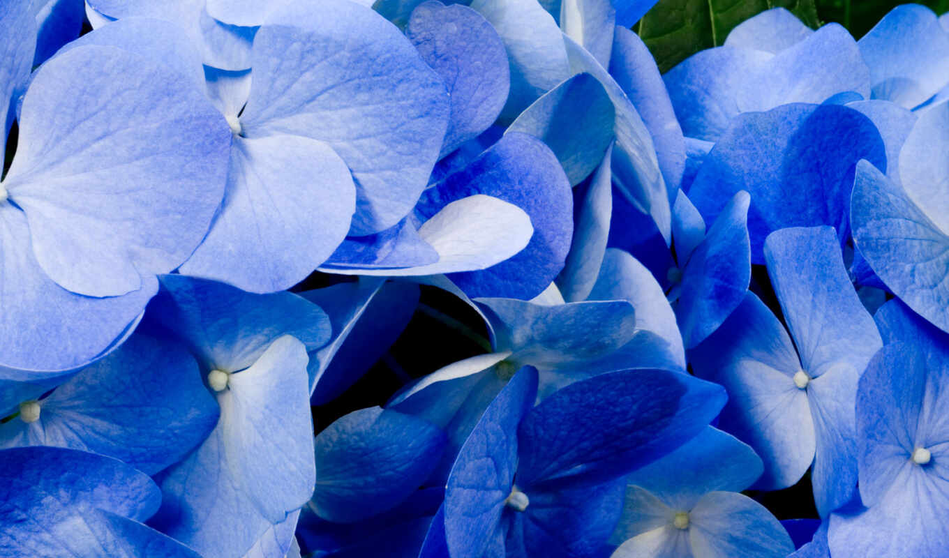 large format, nature, cvety, vesna, blue, plants, colors
