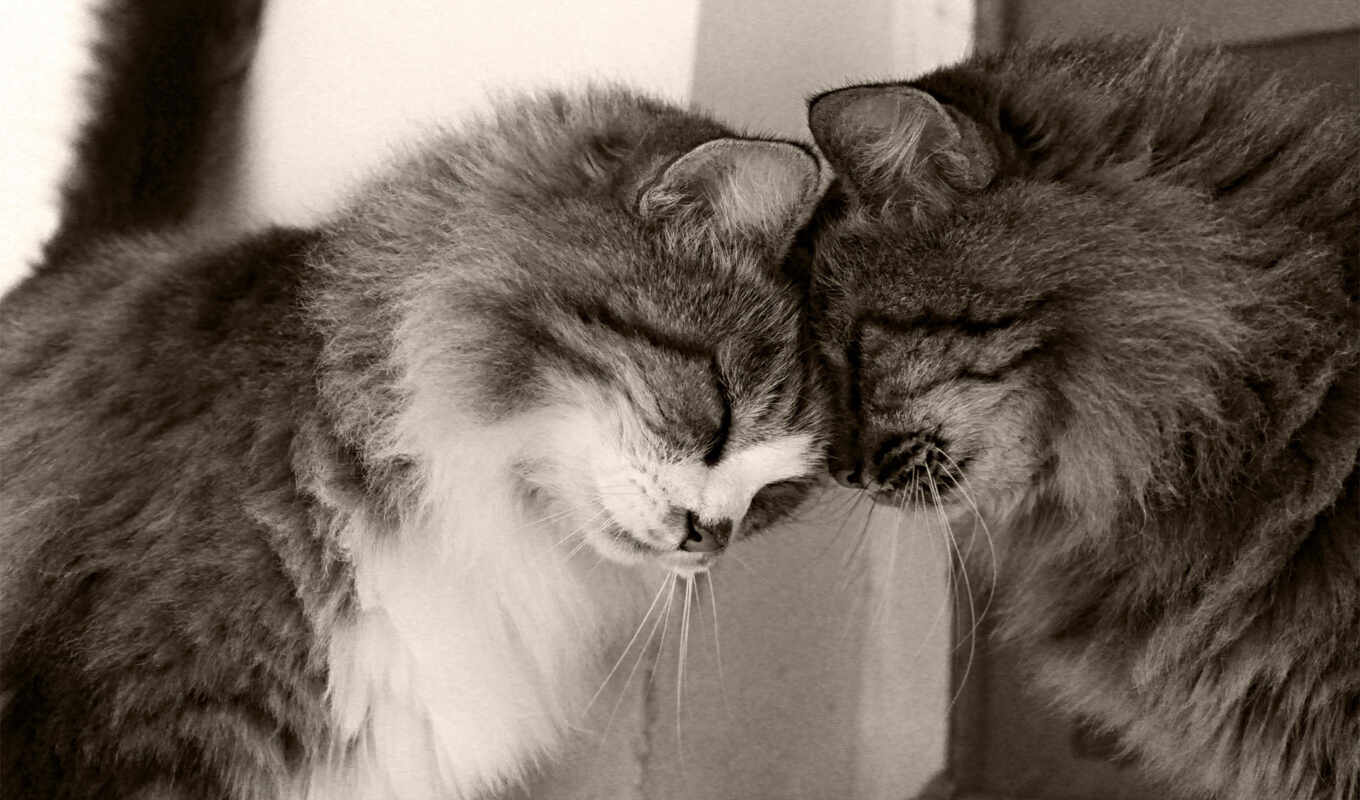 love, cat, cats, cats, the cat, choose, cat