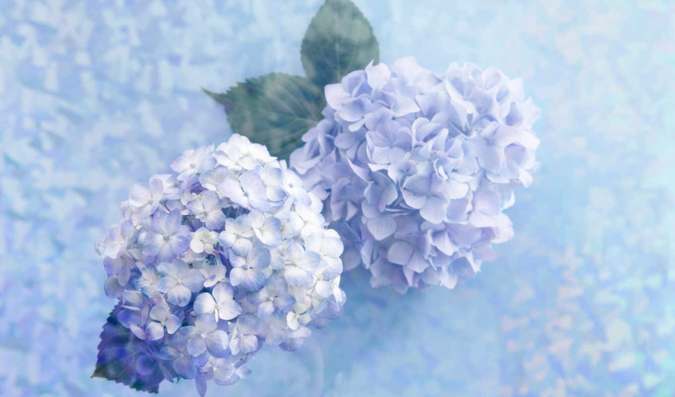 flowers, blue, hydrangea, gentle