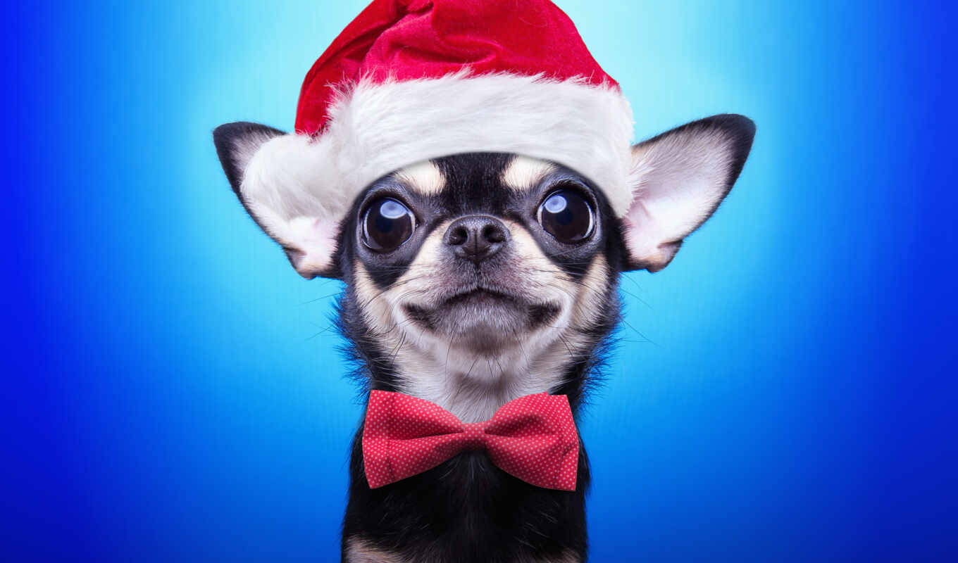 шляпа, new, cute, собака, санта, christmas, щенок, product, merry