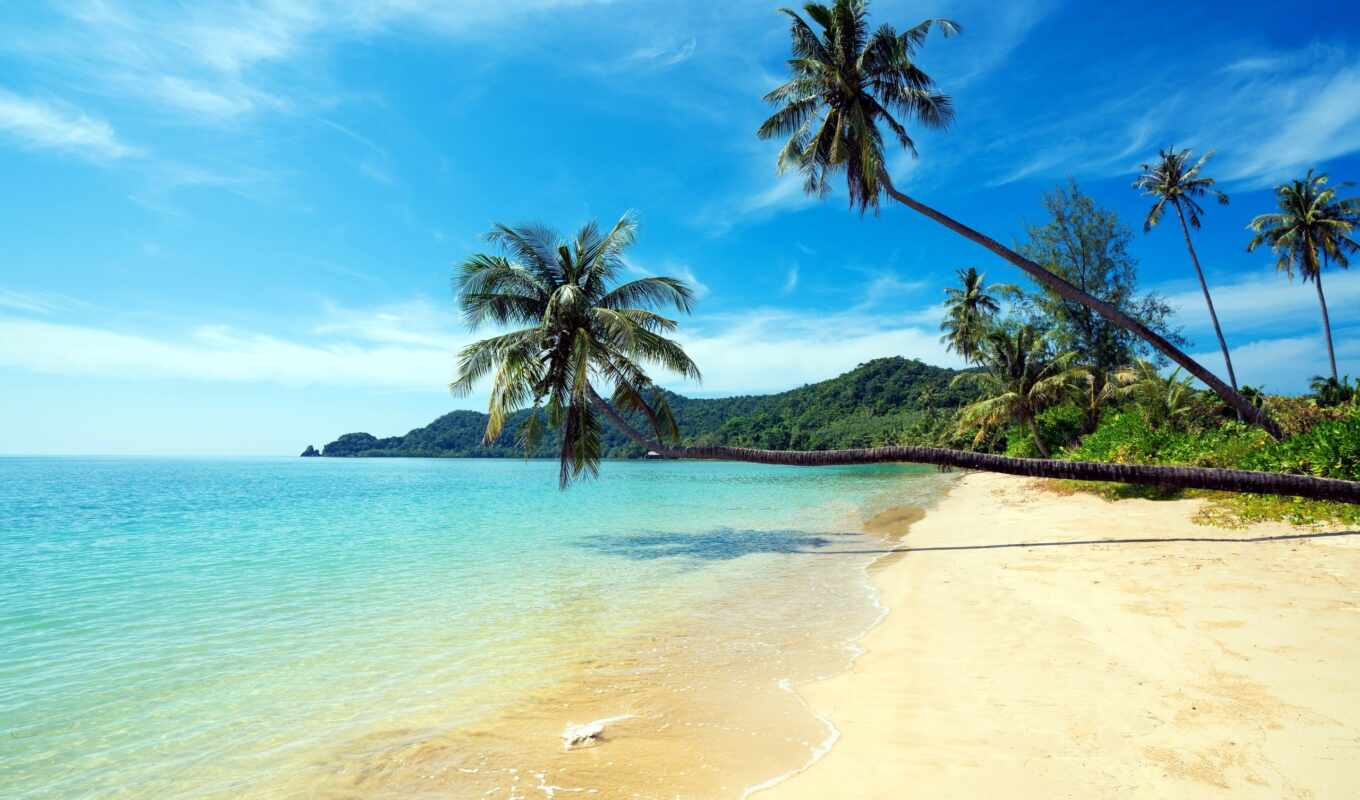summer, tree, beach, sea, sand, palm, paradise