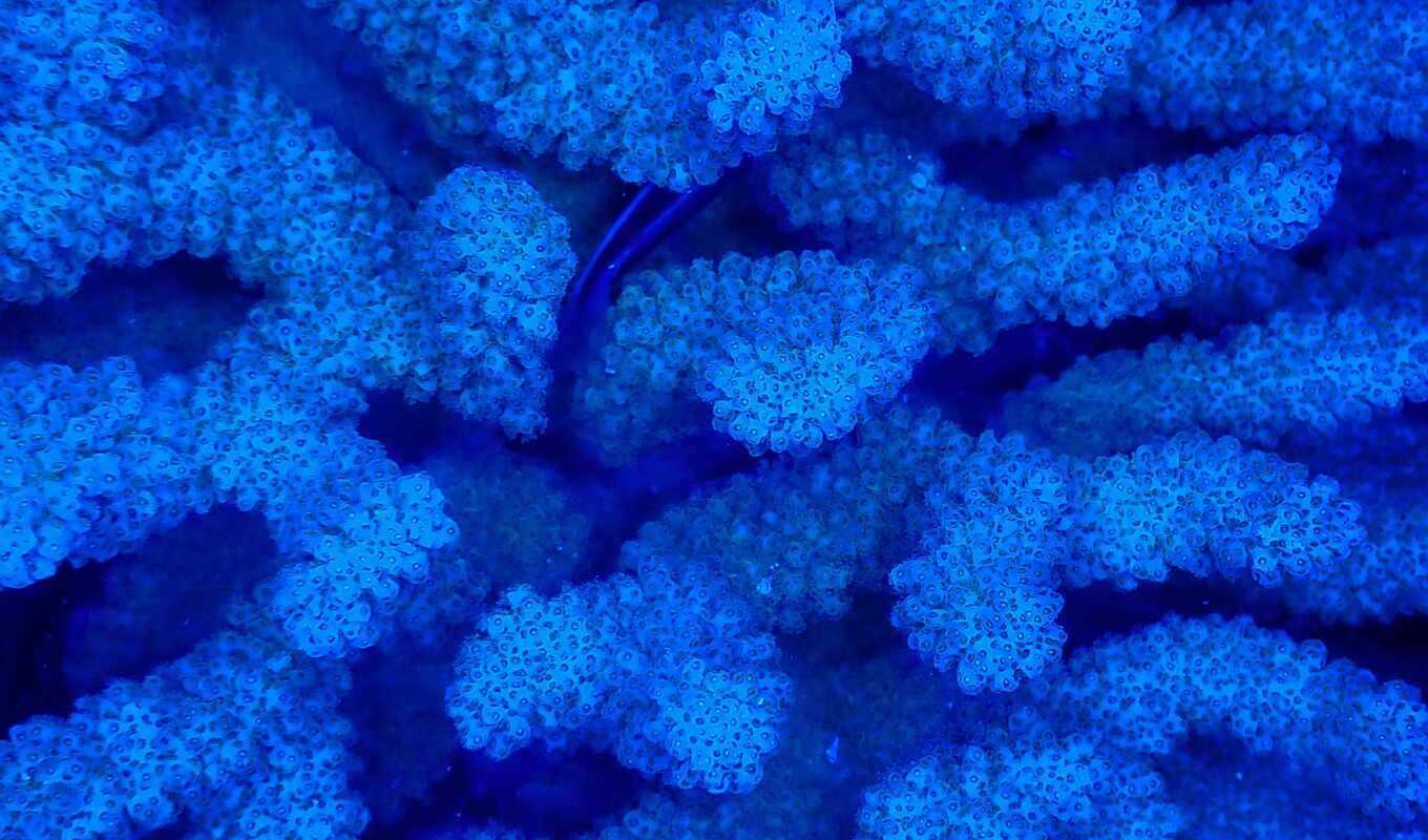 nature, blue, background, underwater, coral