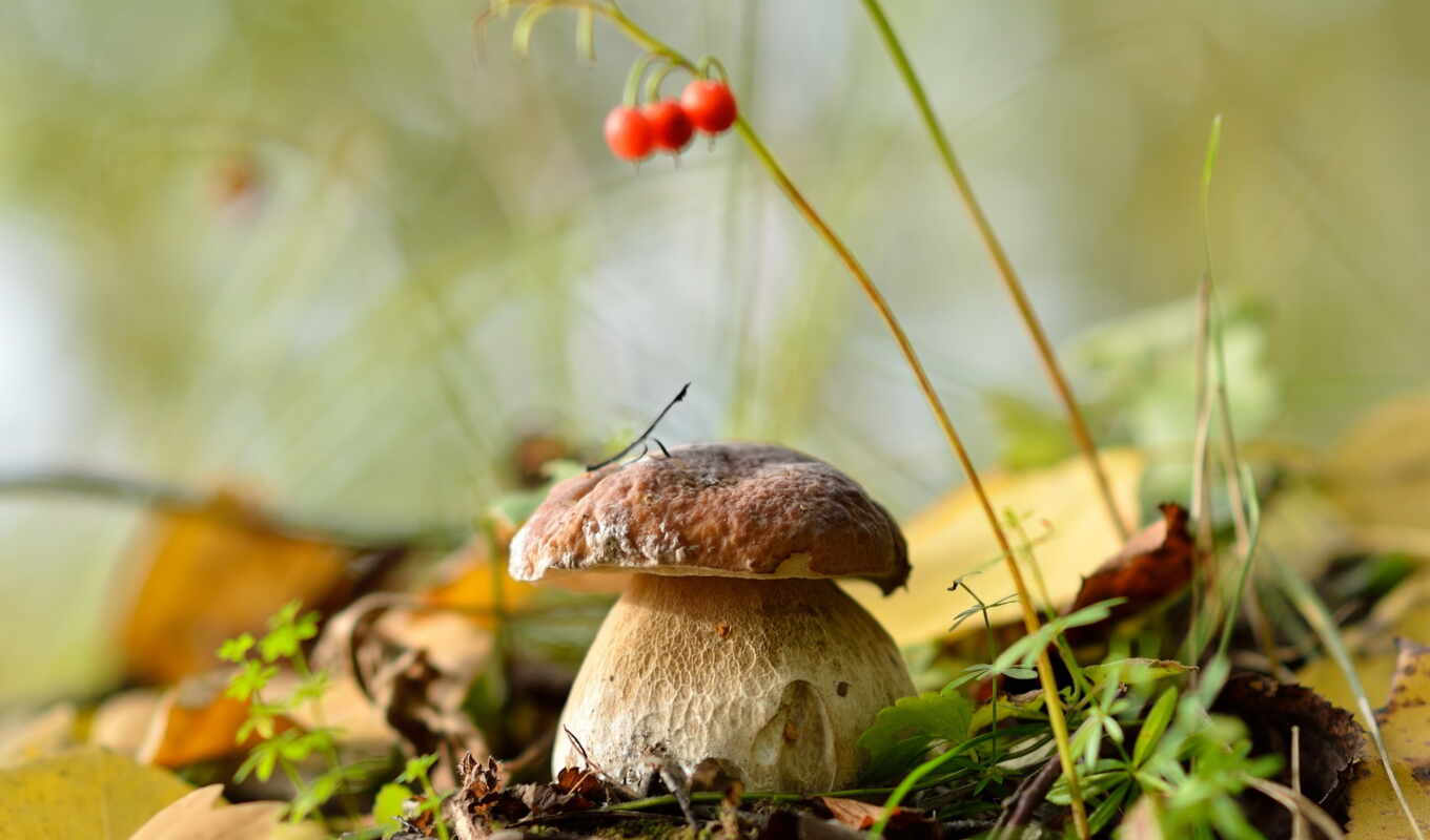 nature, sheet, forest, september, autumn, mushroom