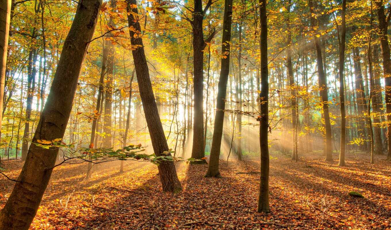 природа, лист, лес, биг, добавить, осень, красивый, пожаловаться, luchit