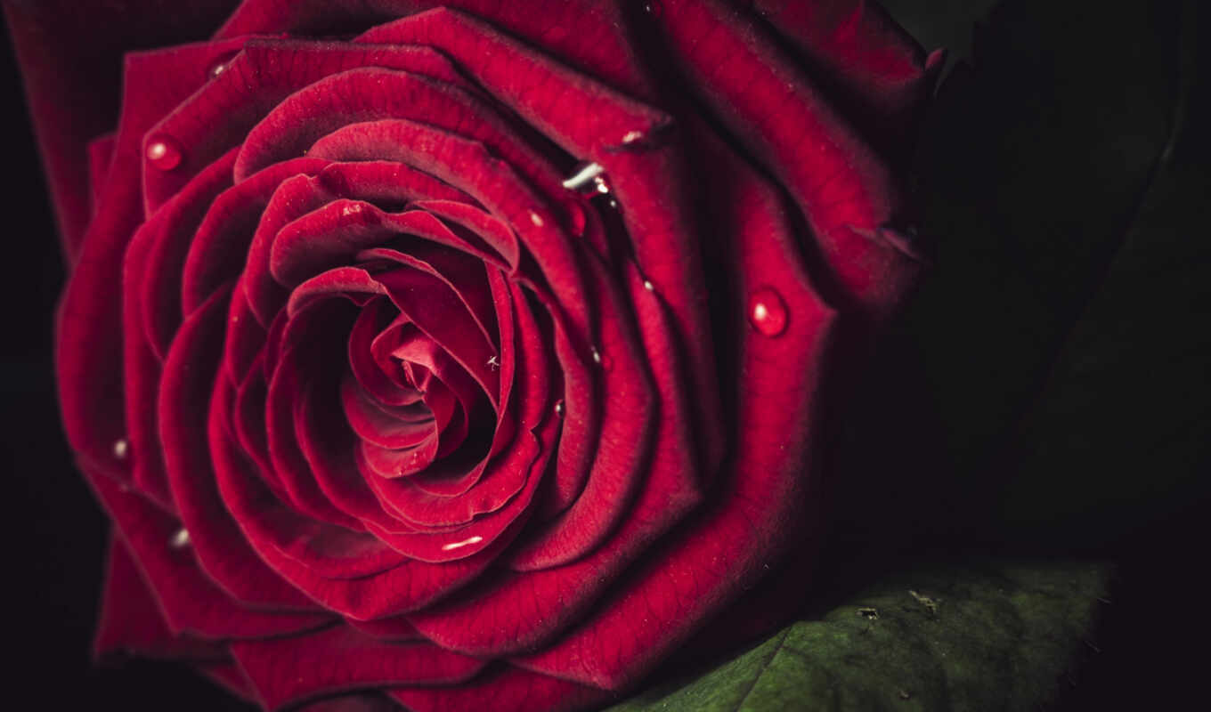 роза, red, user, april, lovely, billie, eilish, makryi