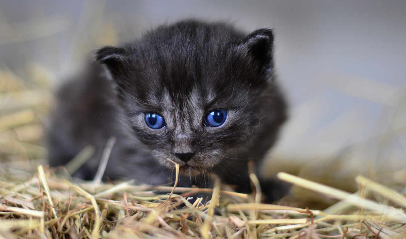 blue, глаз, кот, котенок