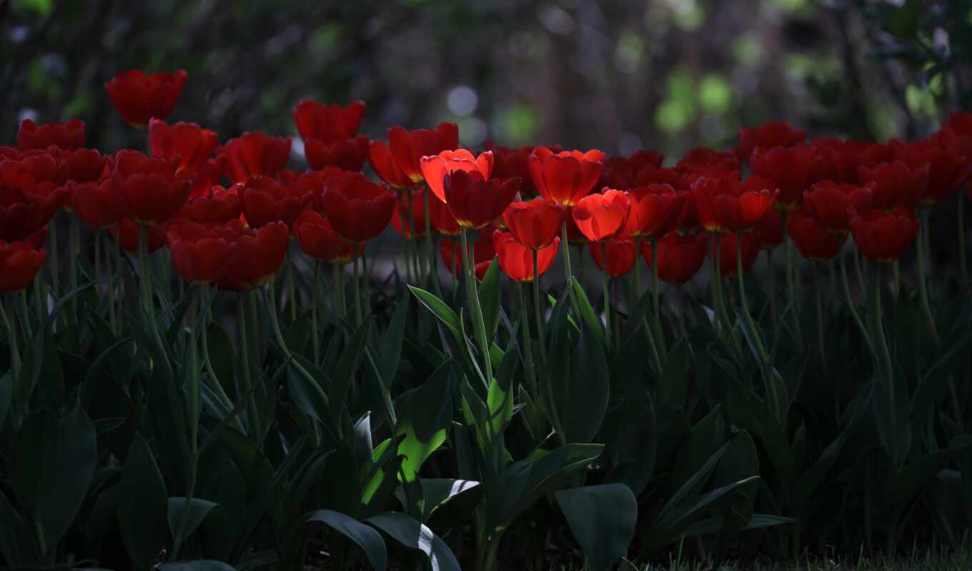 red, tulip, fiorus