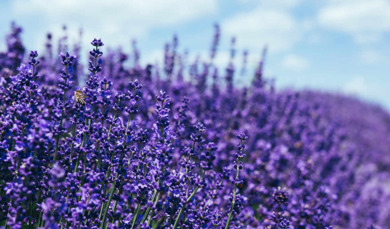 screen, picture, lavender, lavender, im genes