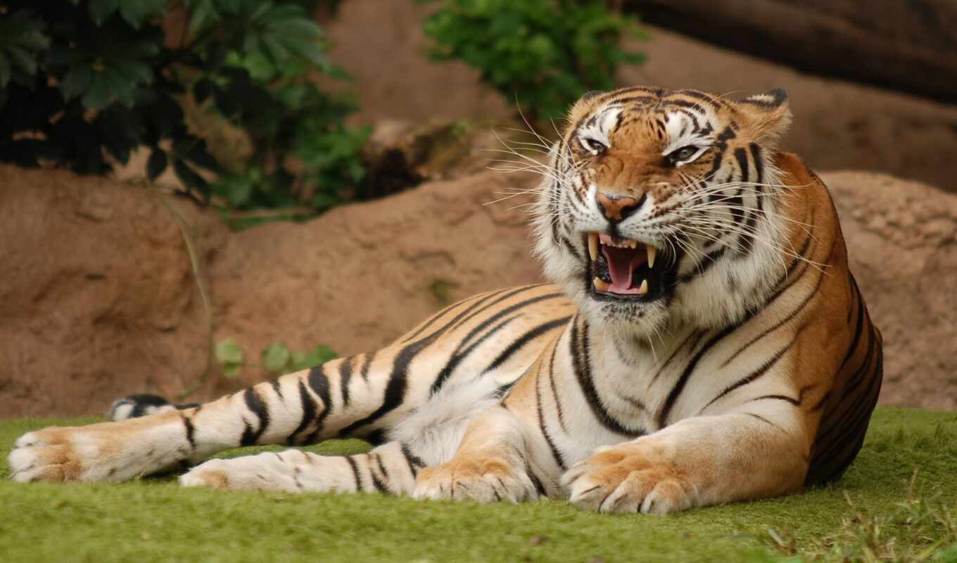 cat, big, tiger, roar