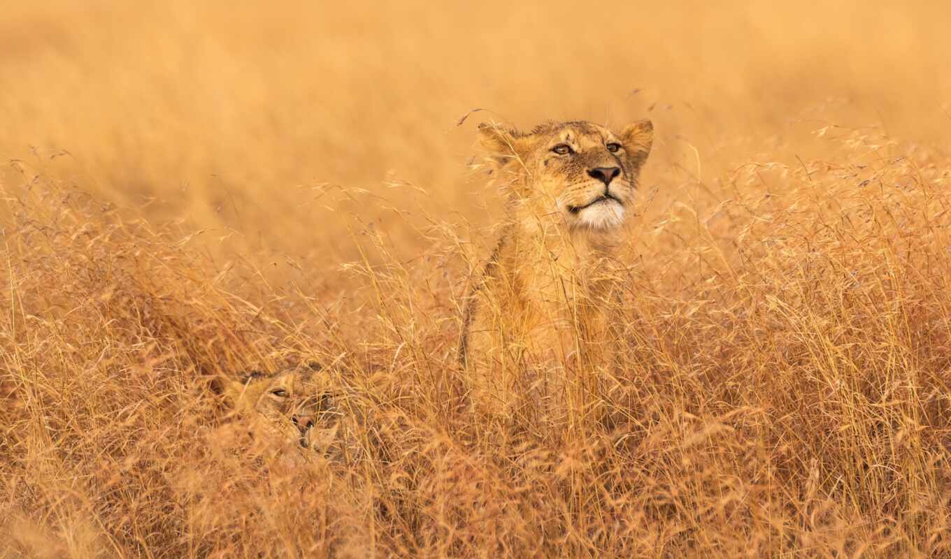 lion, кот, park, national, rare, танзания, serengetus