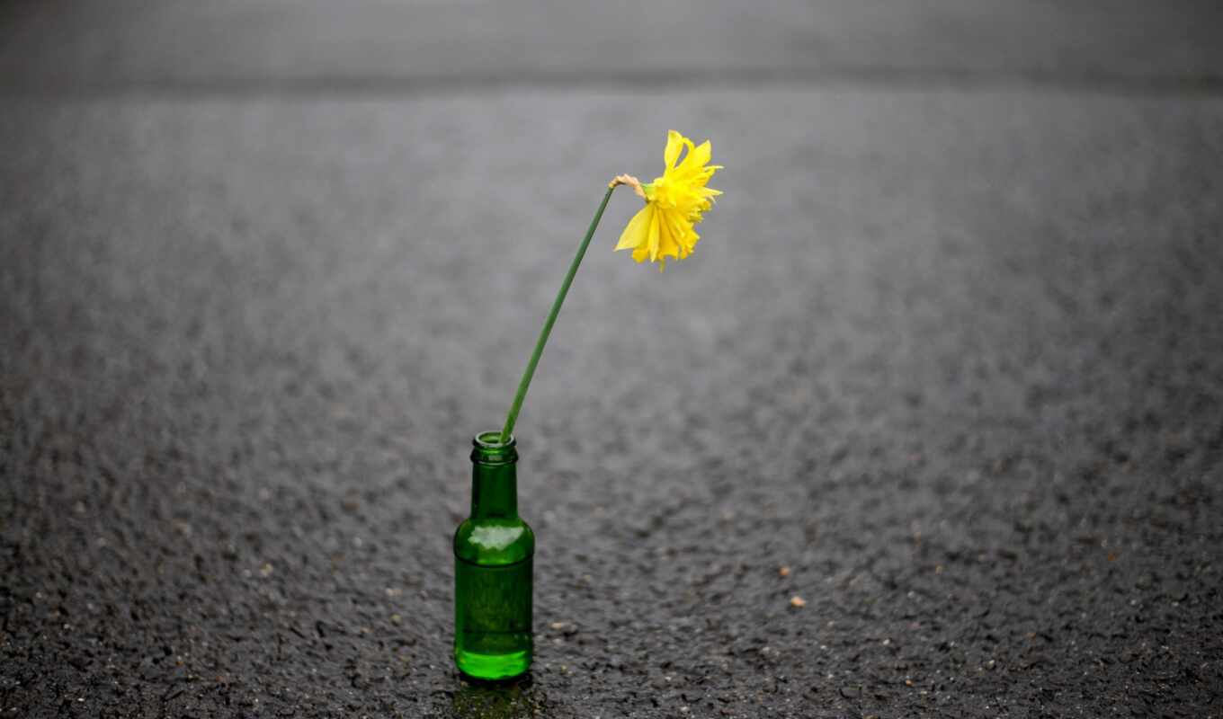 flower, bottle
