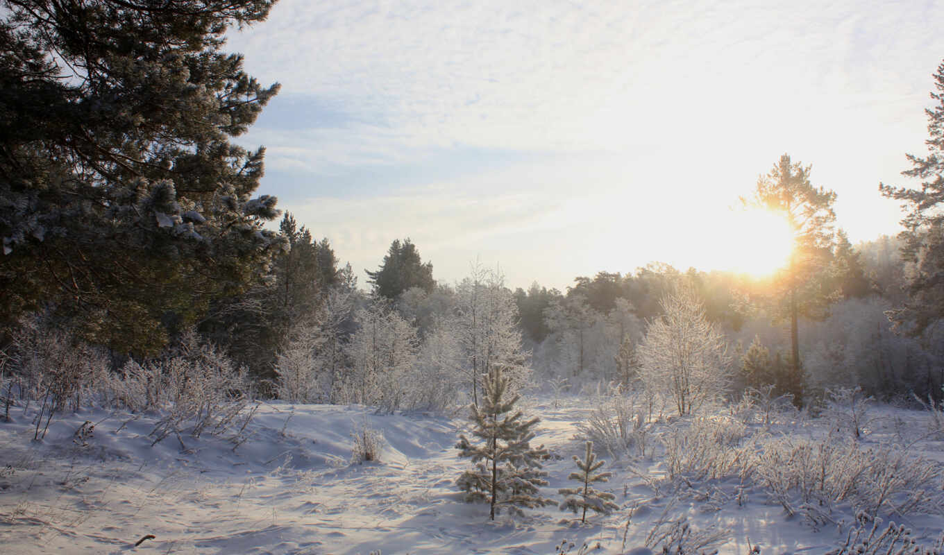 sun, снег, winter, лес, landscape, пейзажи