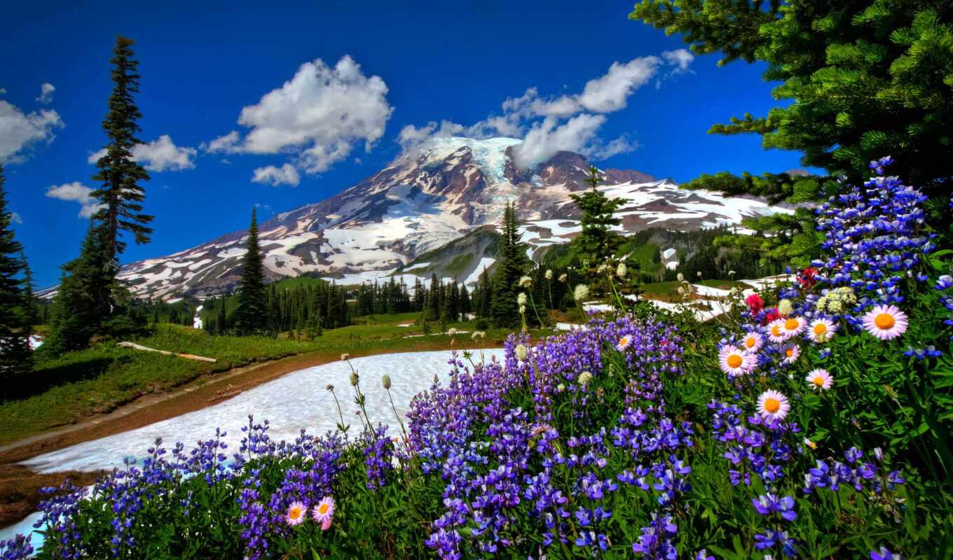 природа, цветы, fone, снег, дорога, landscape, гор, горы