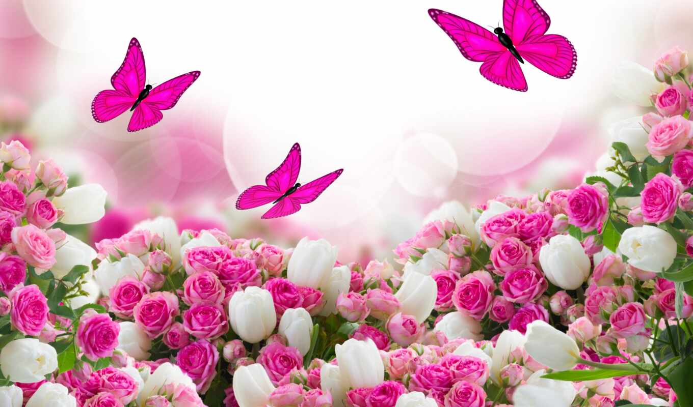 бабочка, розы, flowers, розовый, tulips, cvety, butterflies, заказать, бабочки