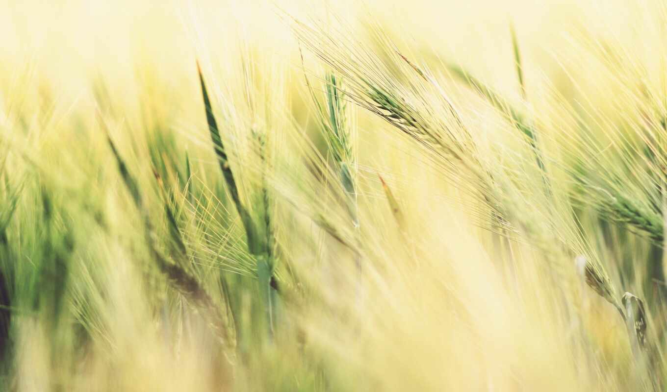 free, background, picture, grass, earrings, rye, mature