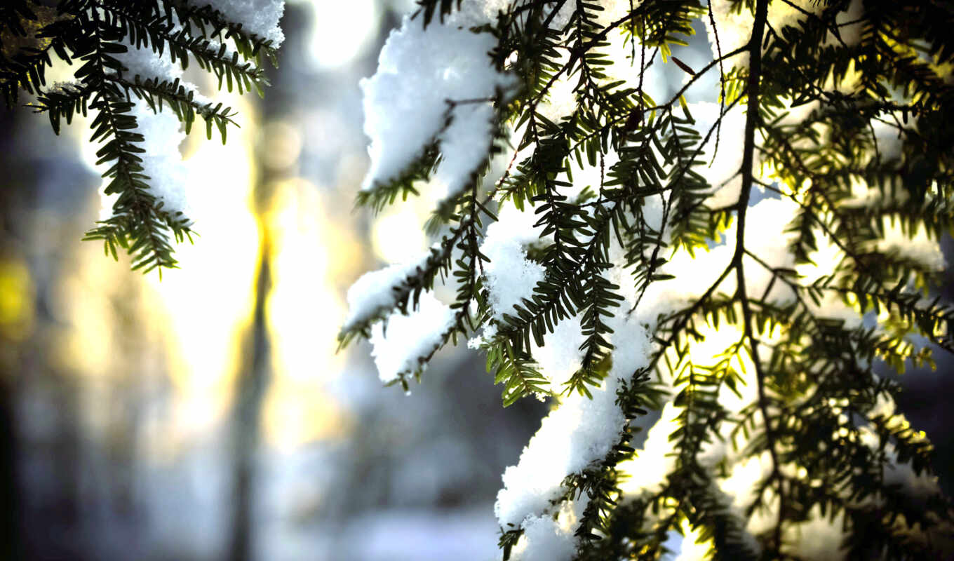 sun, fir, снег, winter, branch, игла, елка