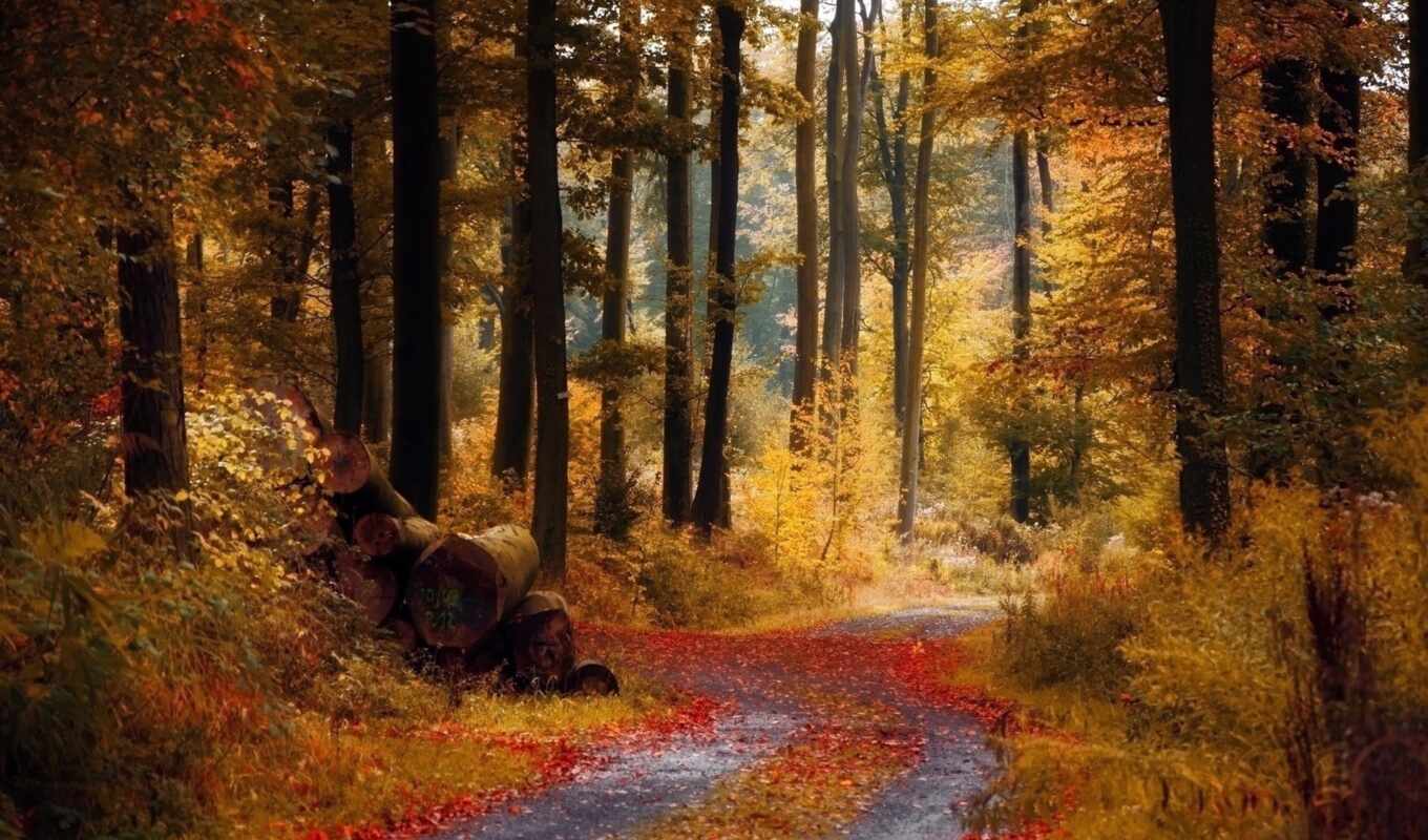 лес, autumn, forests, ноябре
