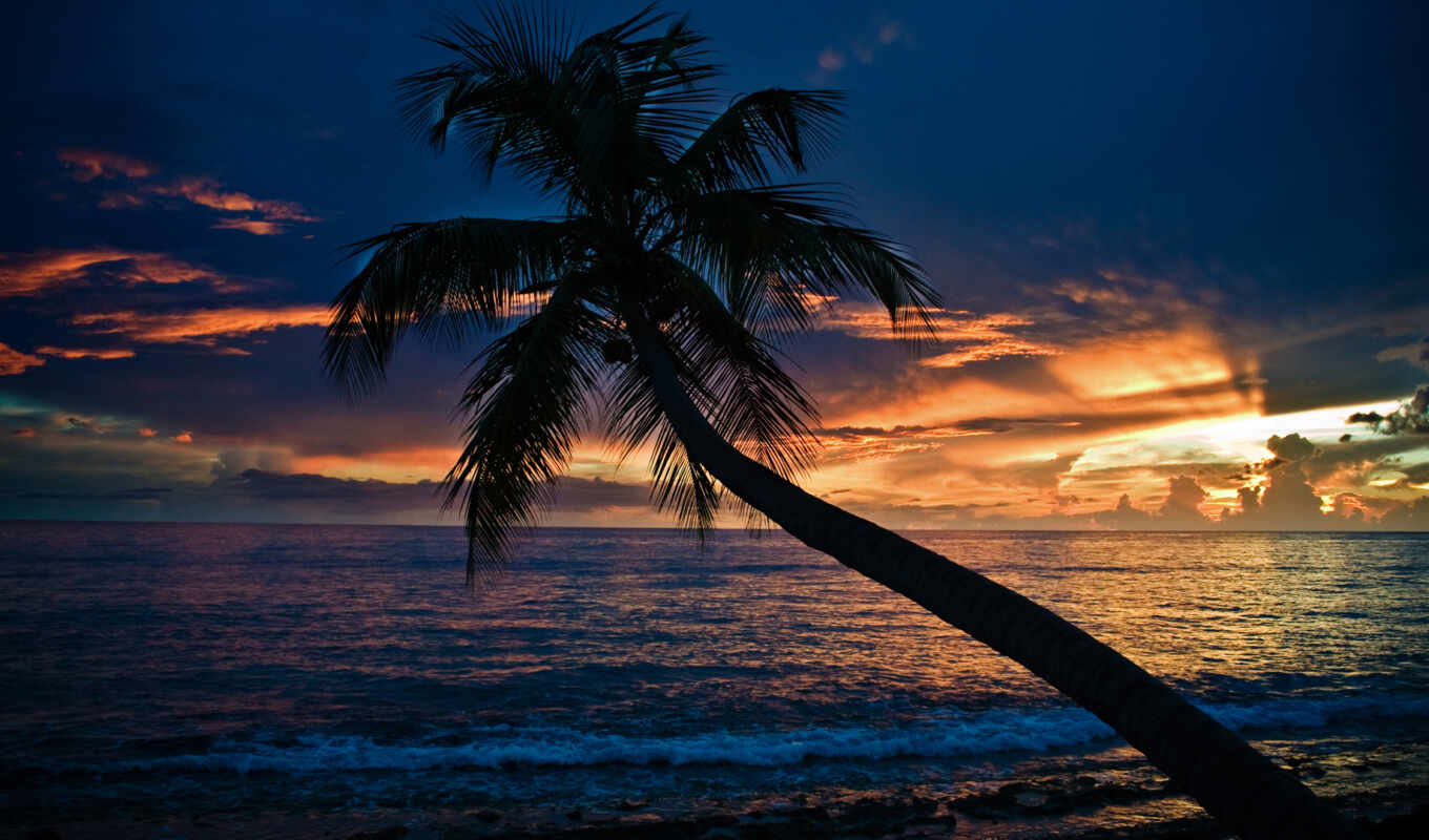 sunset, beach, sea, palm