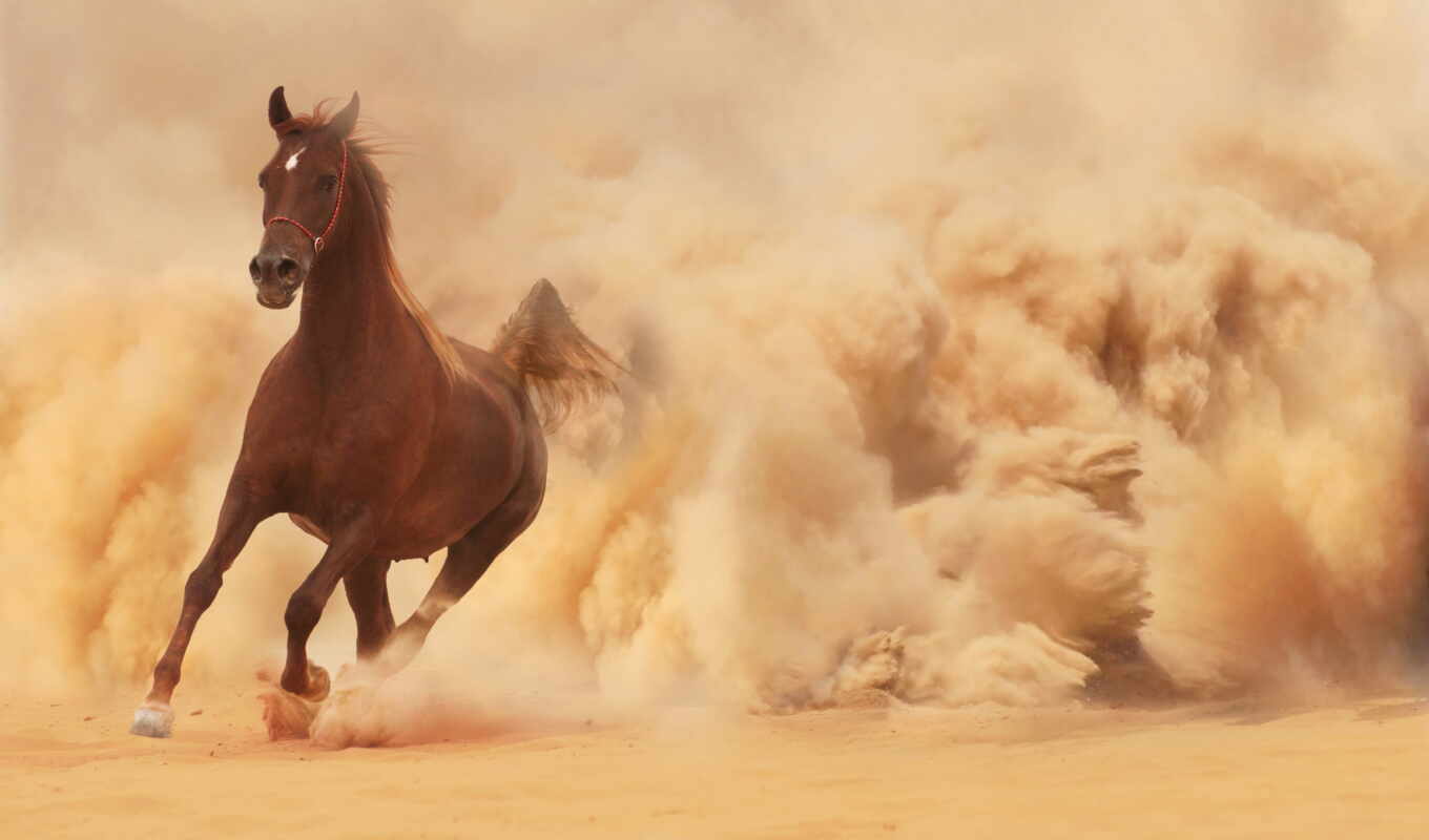 out, лошадь, images, running, картины, лошади, arabian
