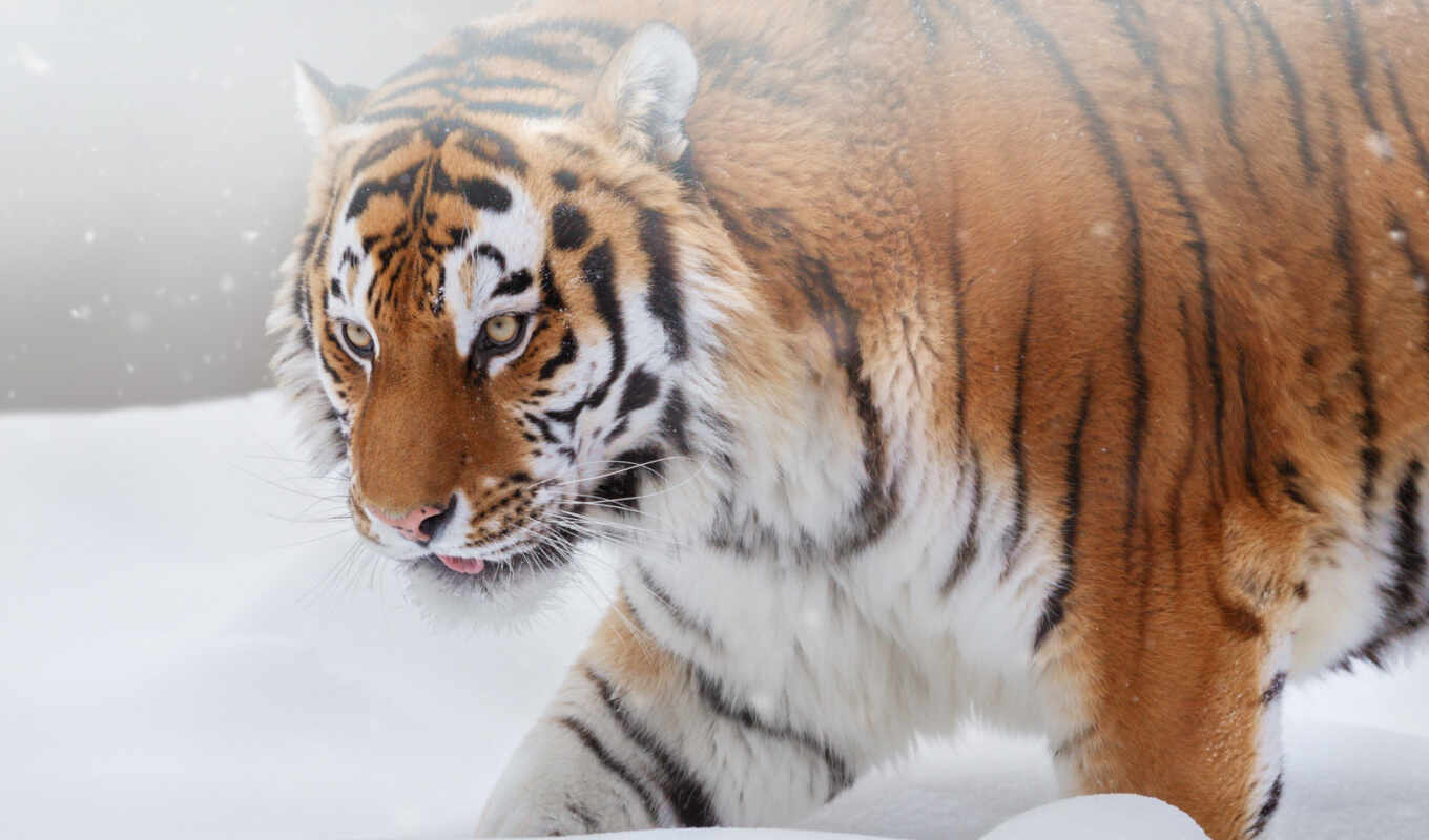 хороший, снег, winter, тигр, animal, panthera, tigris, siberian, narrow