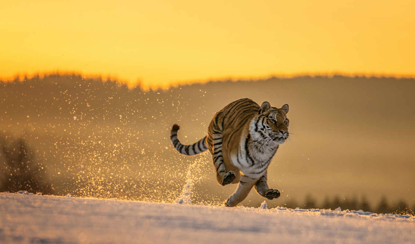 photo, tiger, run