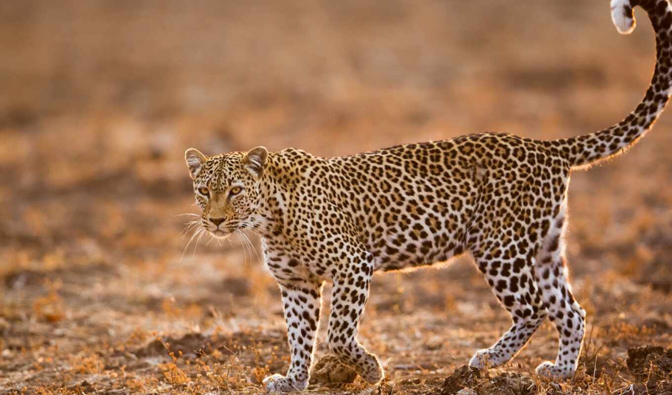 леопард, african