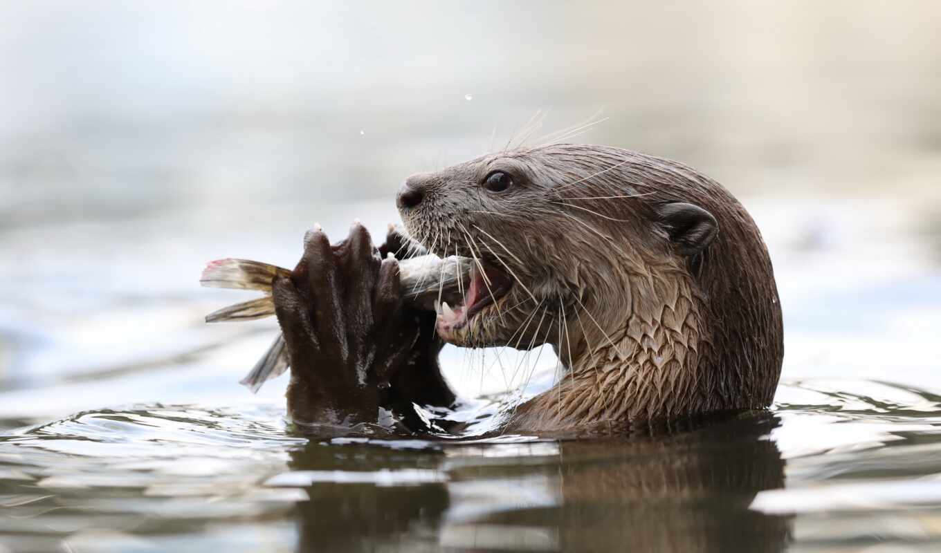 water, river, otter, krasivostus