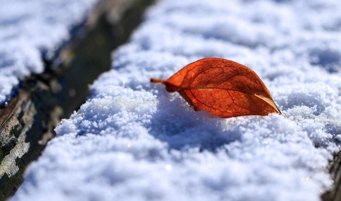 лист, снег, осень, leaf