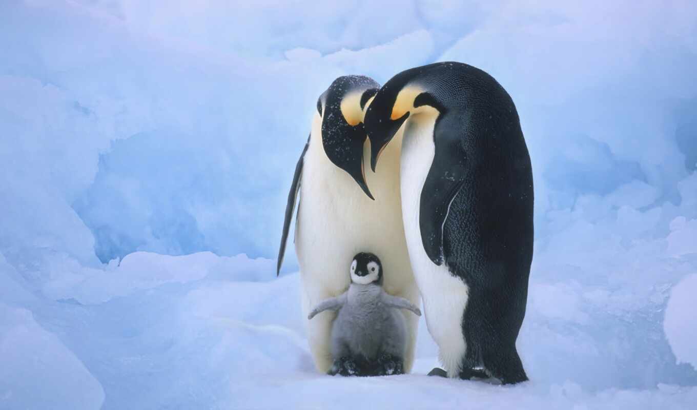 egg, penguin, family