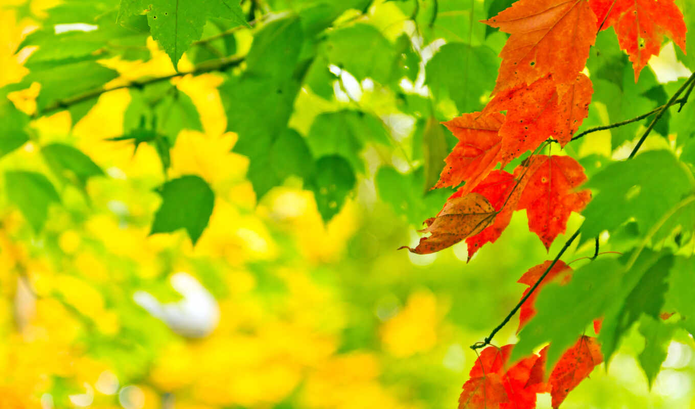 природа, листья, осень, боке, краски, priroda, osen, svet, листья