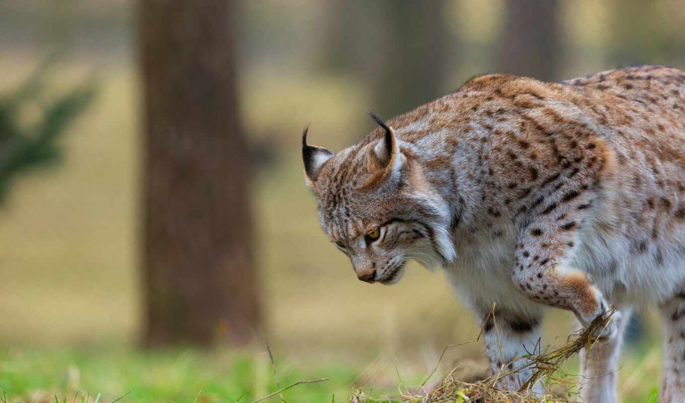nature, cat, wild, lynx, fore