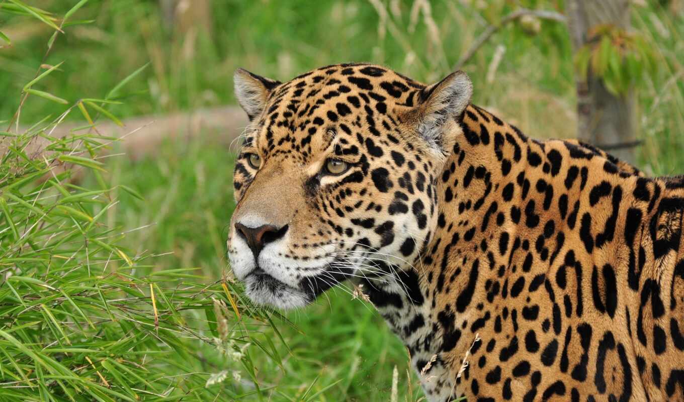 collection, free, cat, big, animal, jaguar
