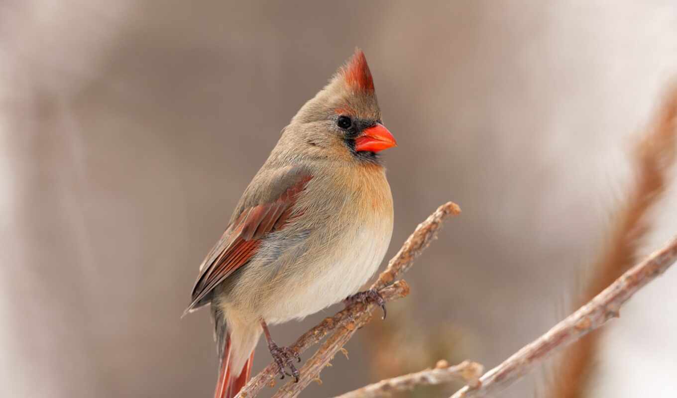 blue, female, bird, branch, Cardinal, yellow, beak, angry, sparrow