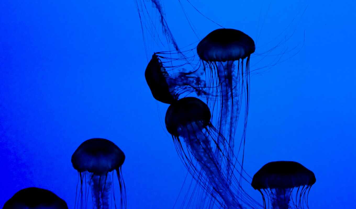 blue, world, dark, jellyfish, underwater, tentacles, miro