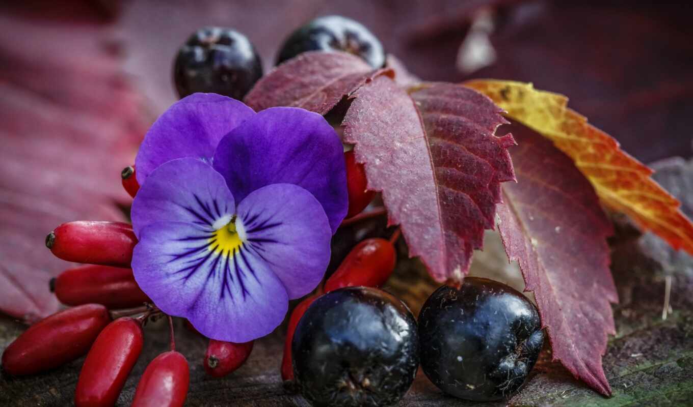flowers, purple, berry, bayas, morada, pansy