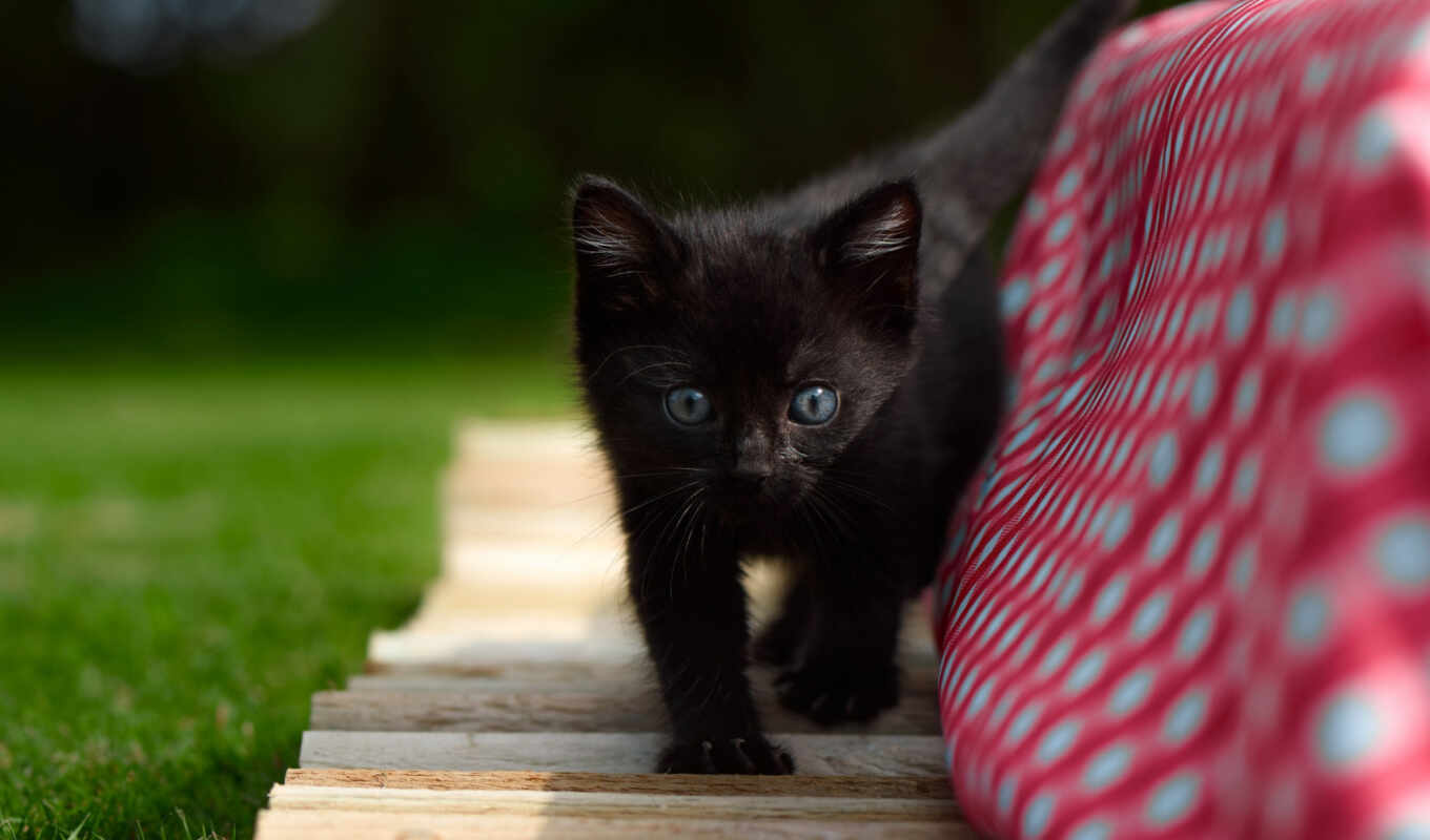black, черная, кот, котенок, baby