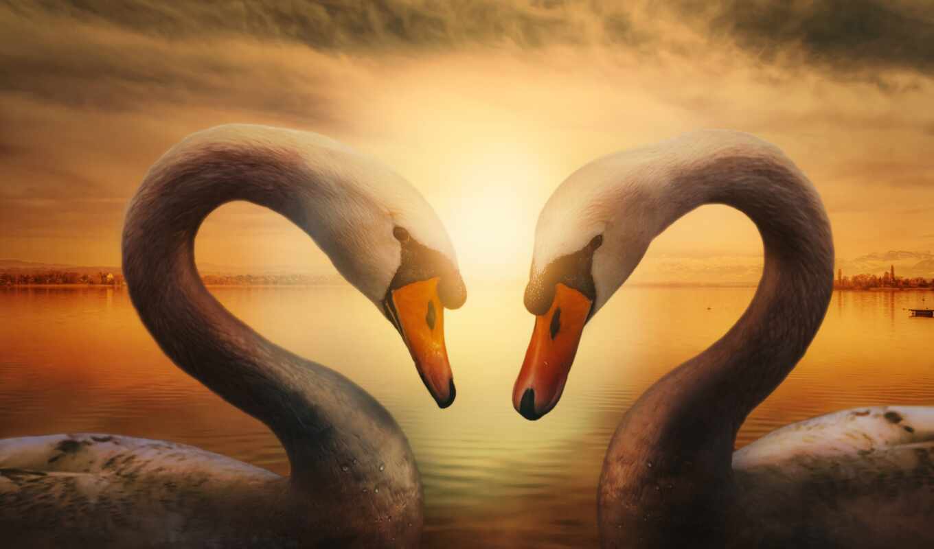 love, sunset, bird, presentation, swan, fonika