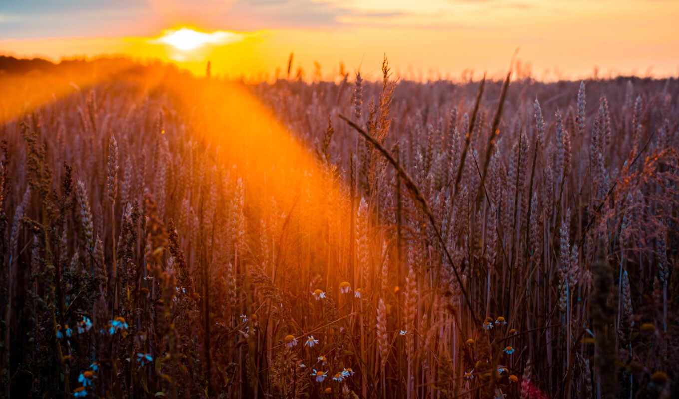 sun, field, wheat, beam