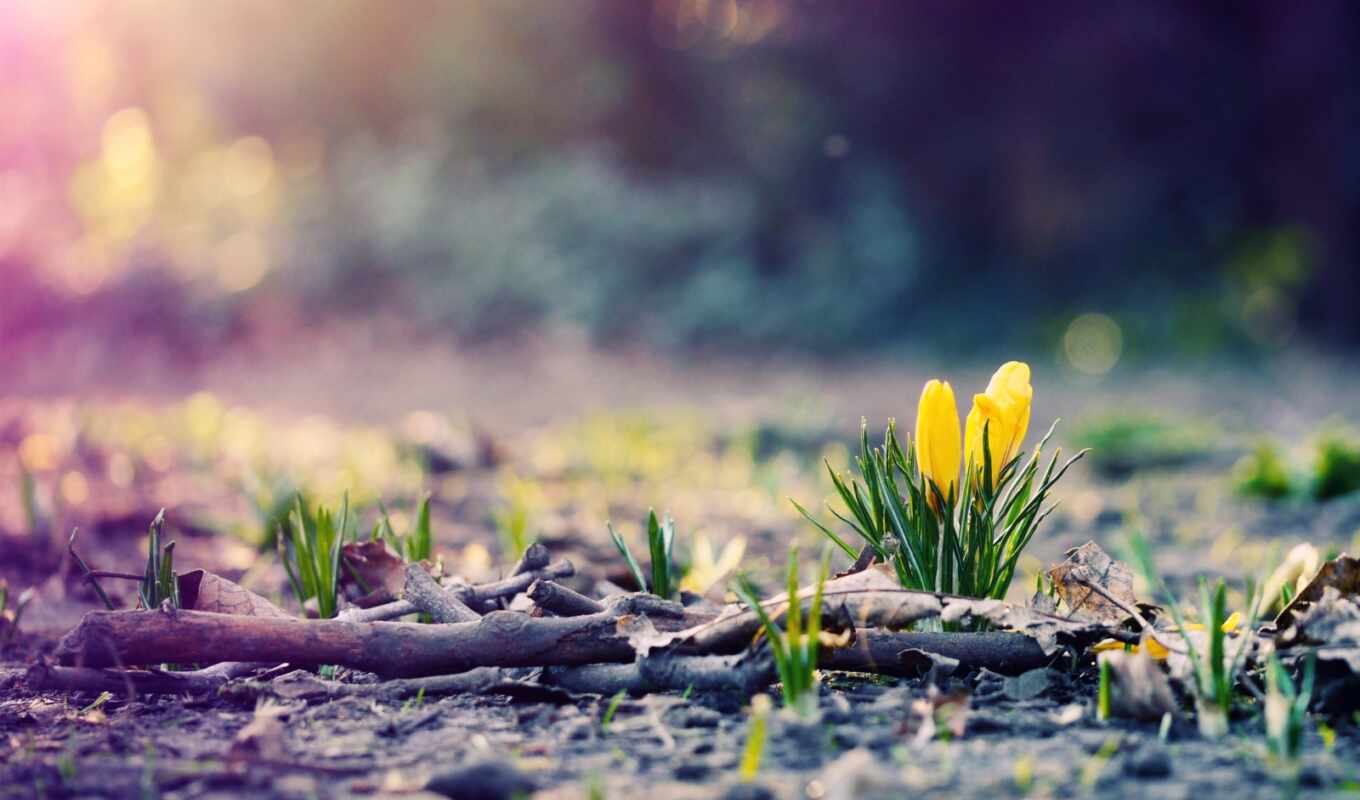 nature, flowers, field, spring, plant, yellow, depth, fore