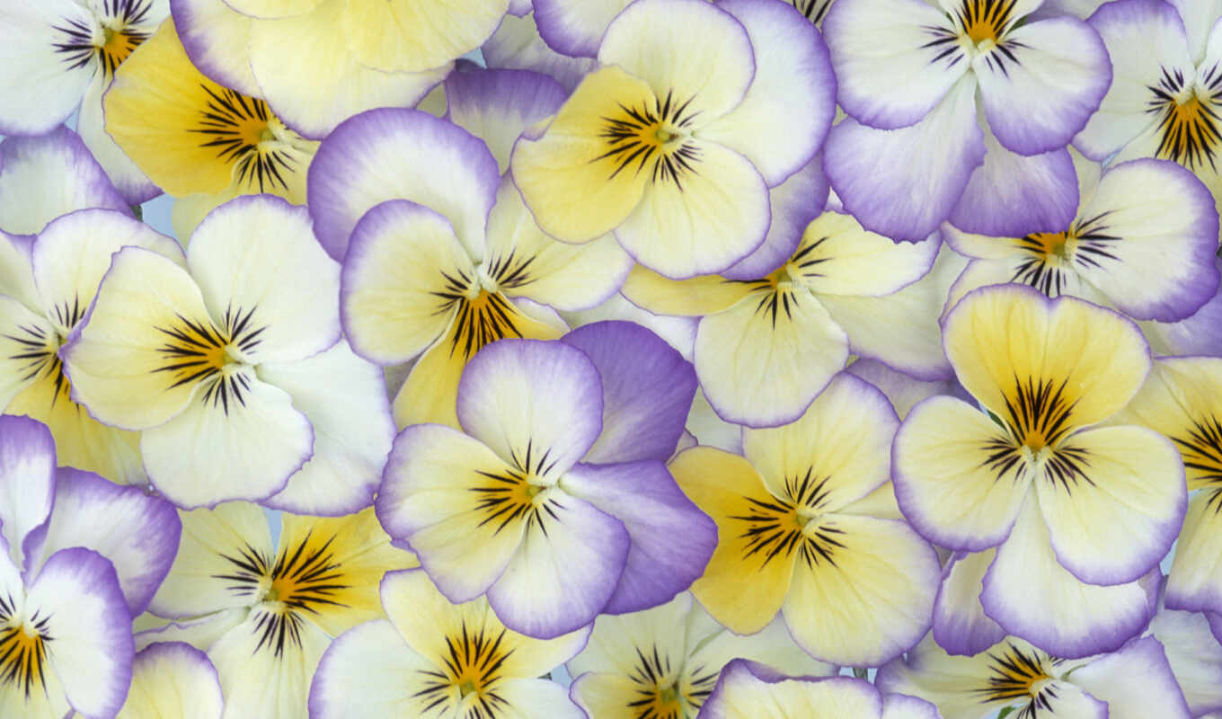 nature, flowers, pansy