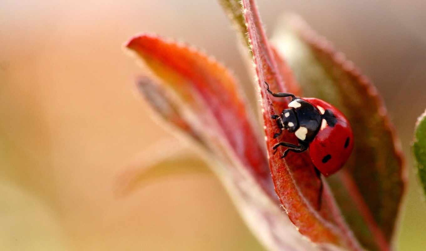 picture, picture, flower, leaf, God's, cow, ladybug, insect