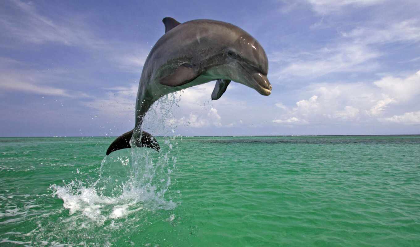 моря, дельфины