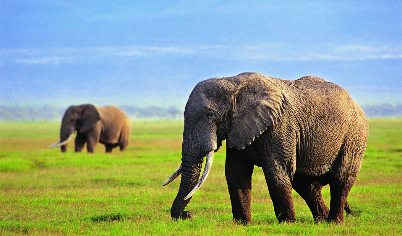 sky, grass, elephants, elephant