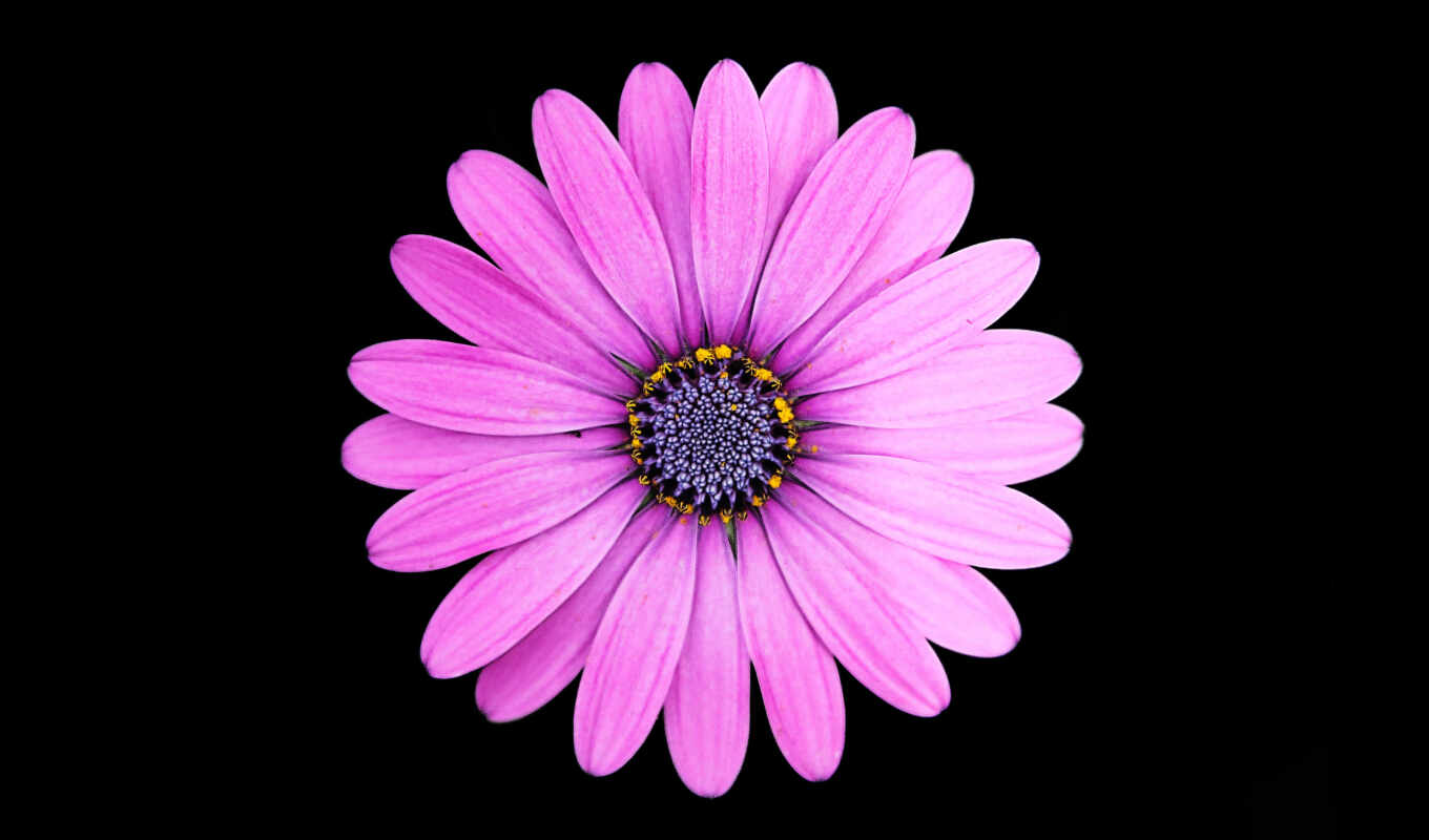цветок, лепесток, макросъемка, фиалка, маргаритка, цветковое растение, флора, пурпур, маргарита