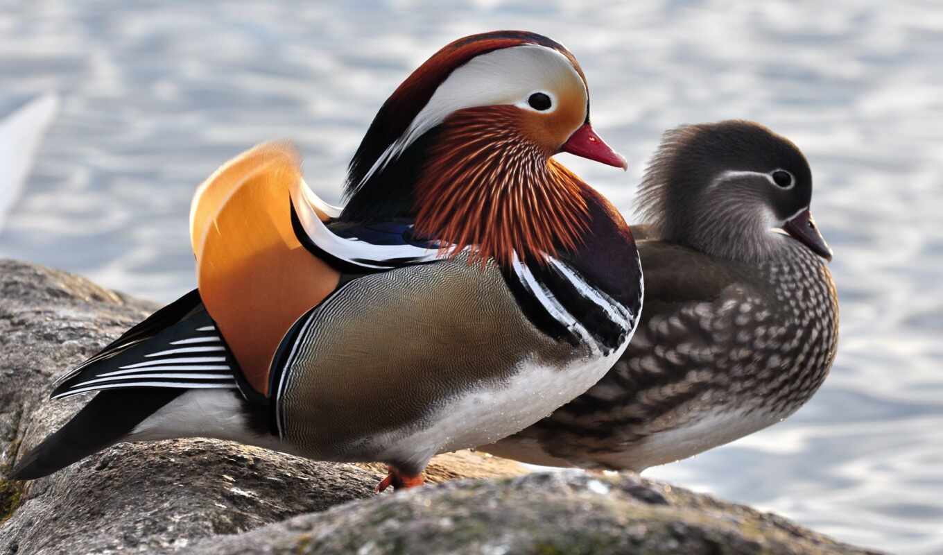 female, duck, bird, animal, male, sexy, mandarin, gaisin