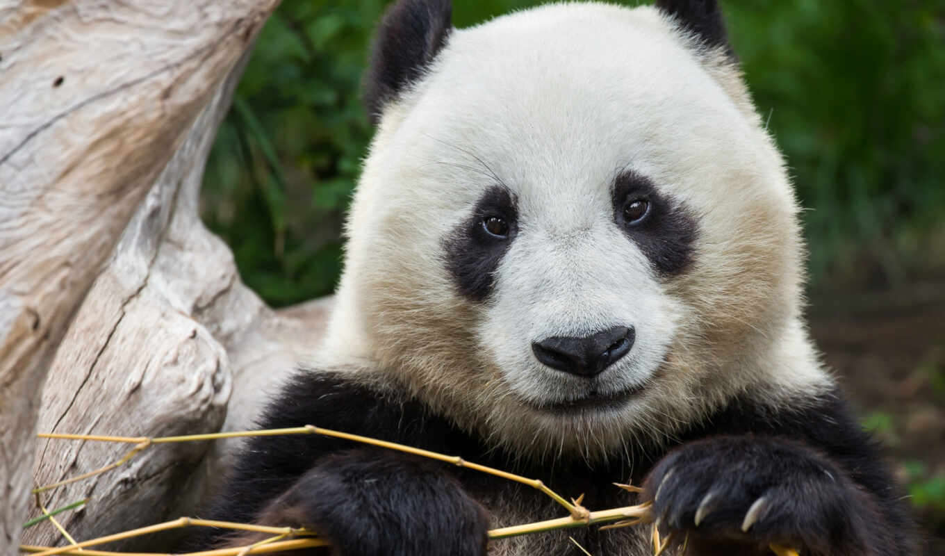 биг, животные, панда, бамбук, china, tema, бамбук