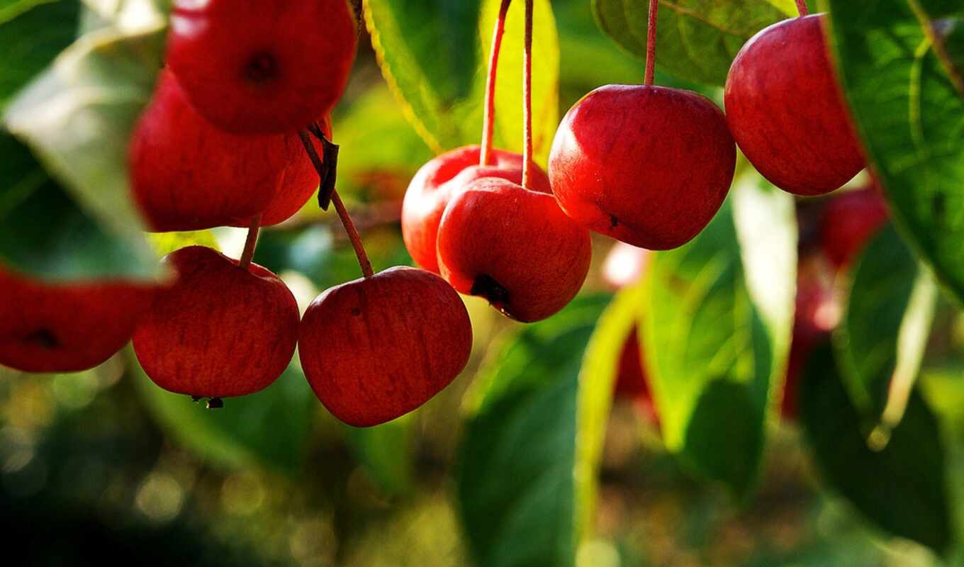 good, apple, sheet, tree, much, pretty, plum, shall, yablonya