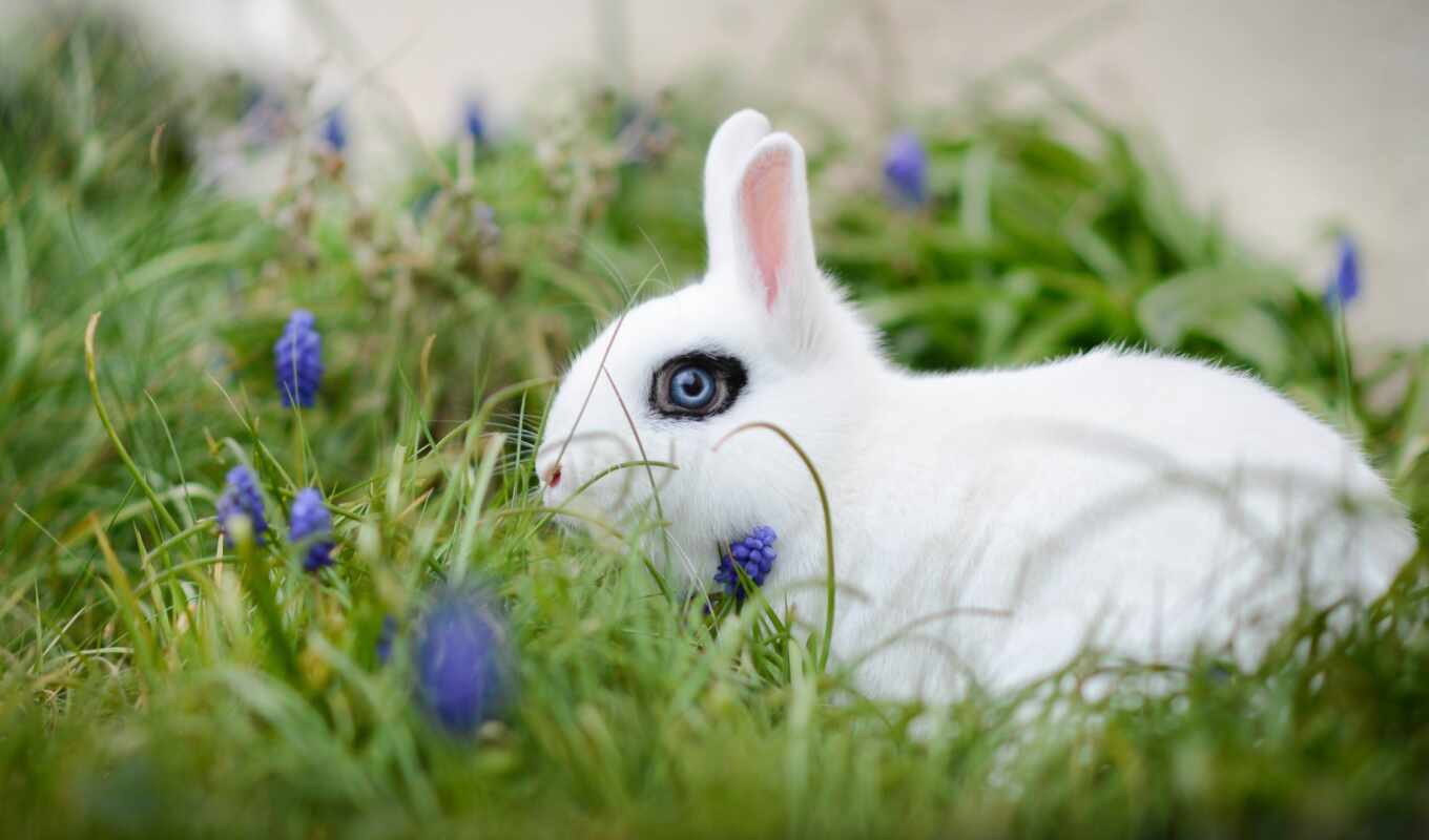 white, кролик, funart